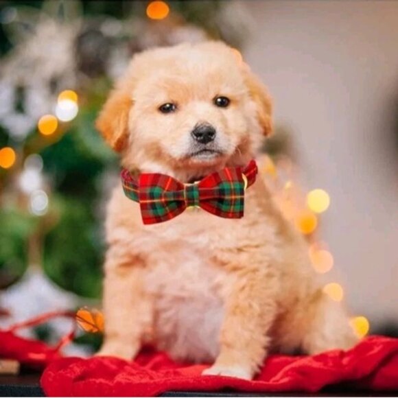 Lionheart glory Christmas Plaid Dog Collar, Dog Bow Collar Adjustable Small - Picture 5 of 10